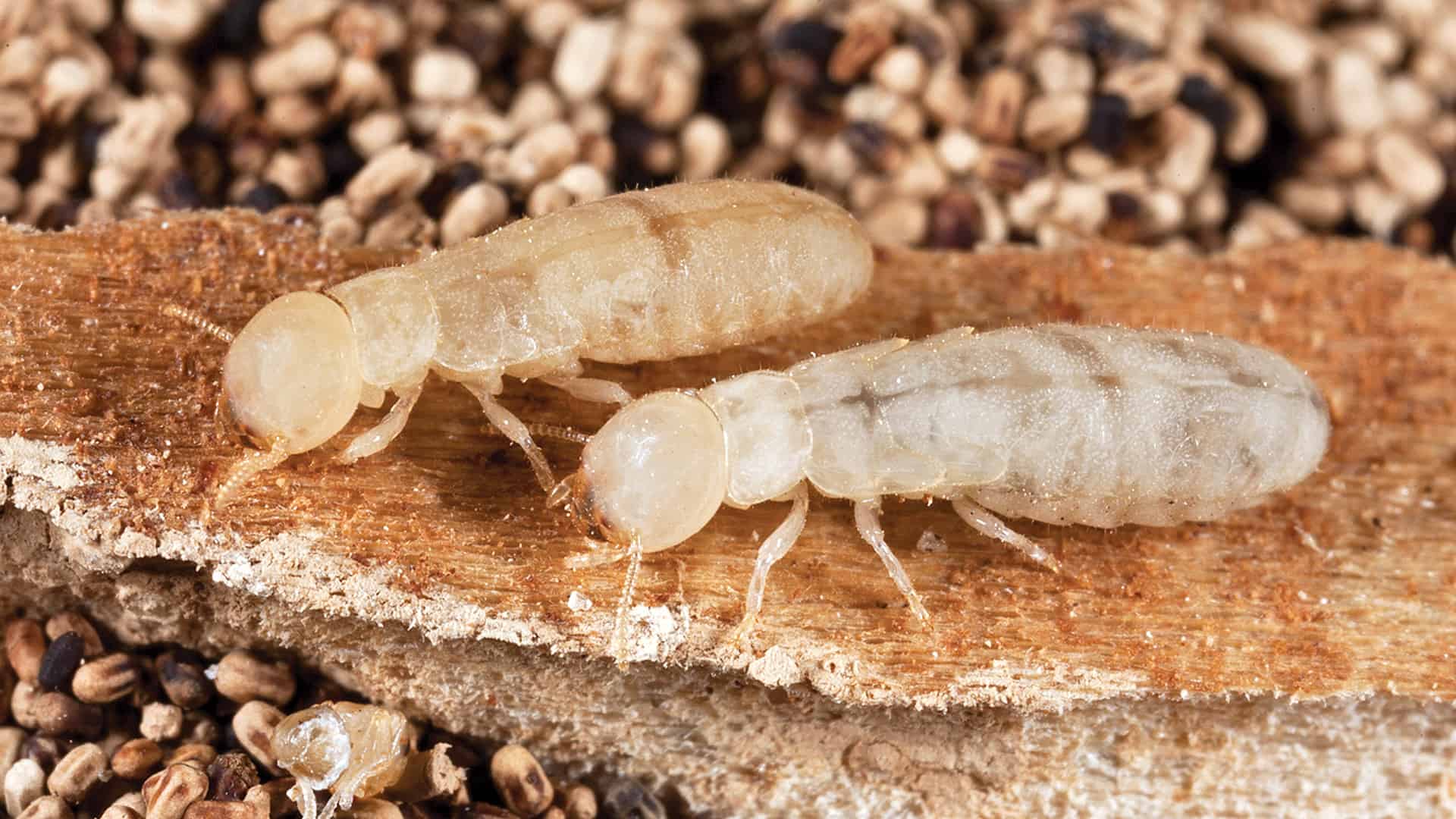 free download grounded termite