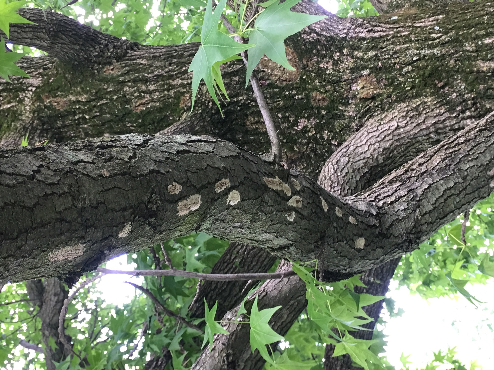 what-trees-do-spotted-laternflies-like-green-giant-services