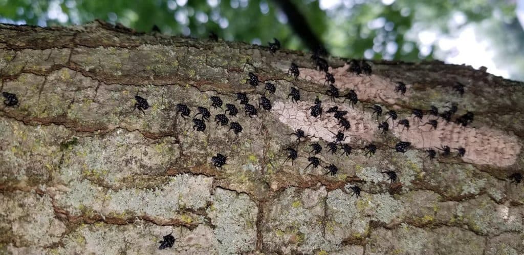 how-to-treat-spotted-lanternfly-green-giant-home-commercial