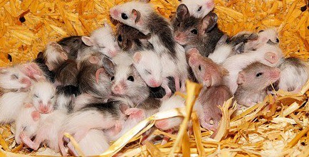 https://www.greengianthc.com/wp-content/uploads/2019/02/mouse-family-cropped.jpg