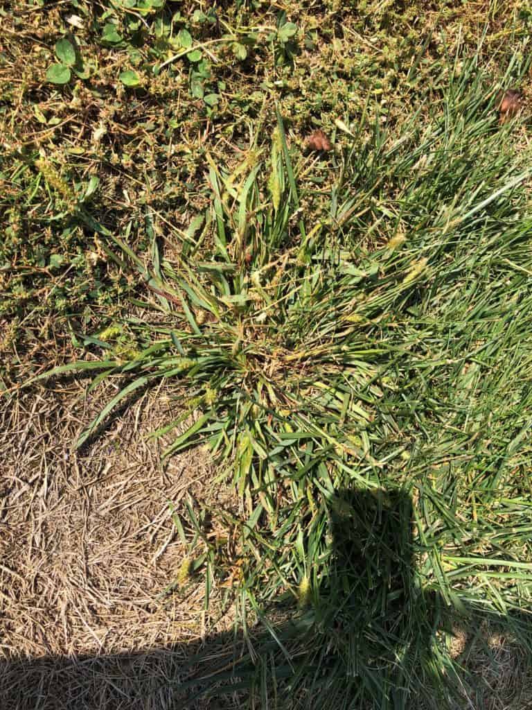 Why are Two Crabgrass Treatments Needed in the Spring? - Green Giant ...