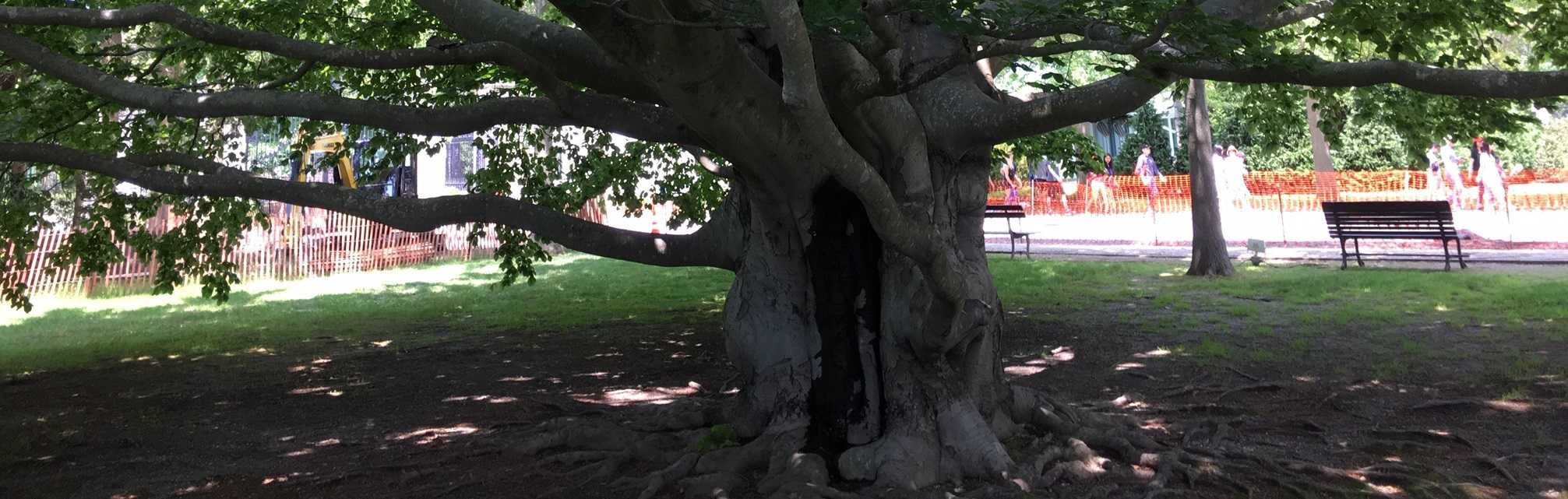 How to Grow Grass Under a Tree or in the Shade - Green ...