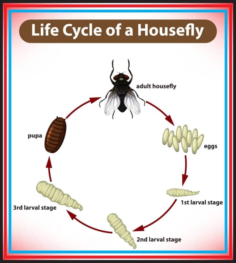 how-to-get-rid-of-flies-quickly-inside-outside-get-rid-of-flies