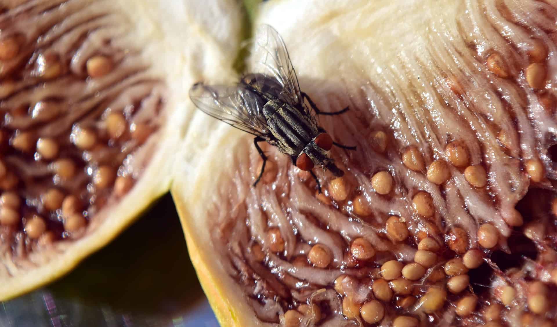 Fly On Fig 