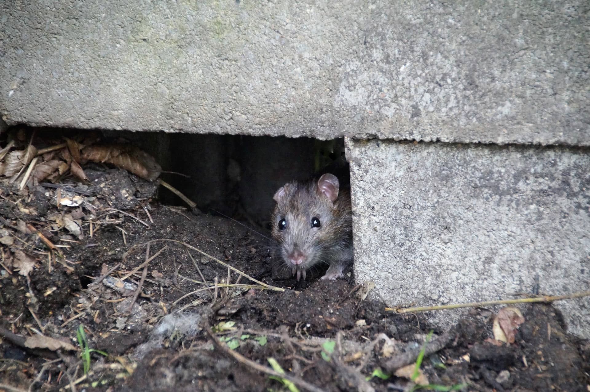 How to Remove a Dead Rodent Smell - Venom Pest