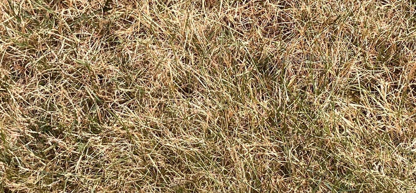 My Lawn Is Turning Brown - Green Giant Home & Commercial