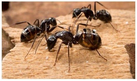 Close-up of carpenter ants