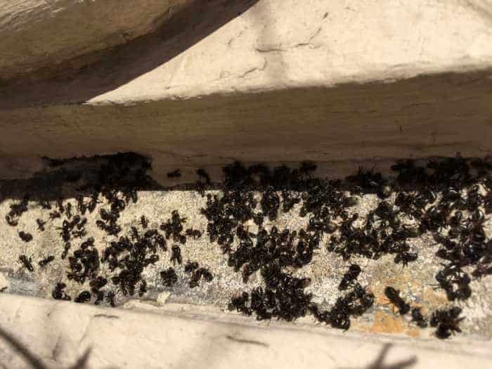 Thousands of dead carpenter ants we found in pillars supporting a porch roof in Sinking Spring
