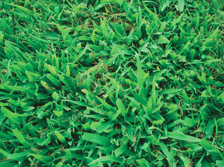 A healthy stand of crabgrass
