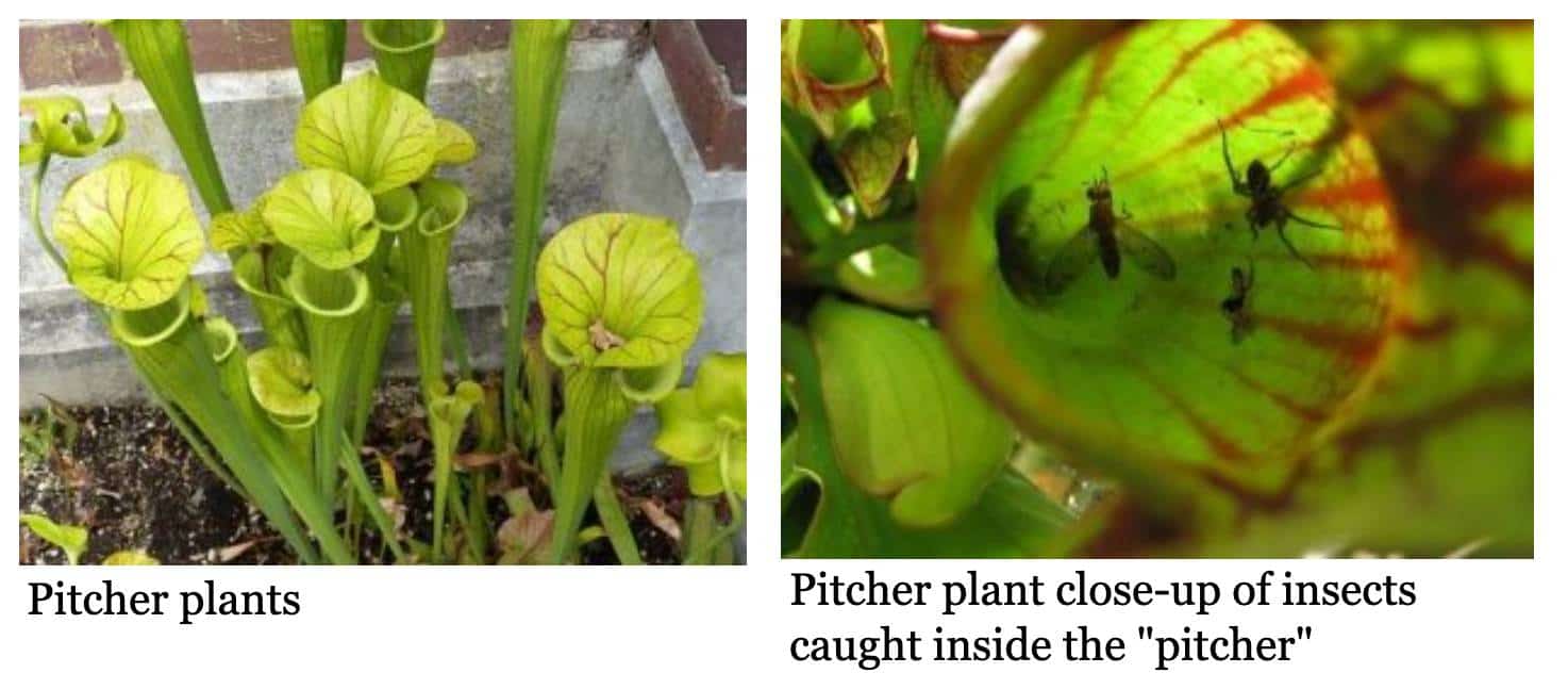Pitcher plants