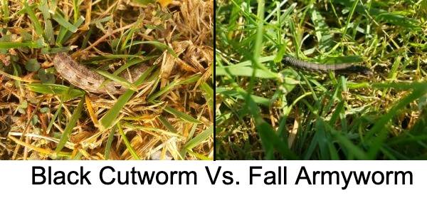 Black Cutworm Vs. Fall Armyworm